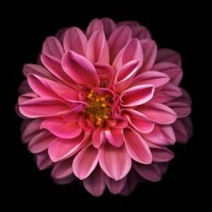 ♡ Be Chic Boutique ♡